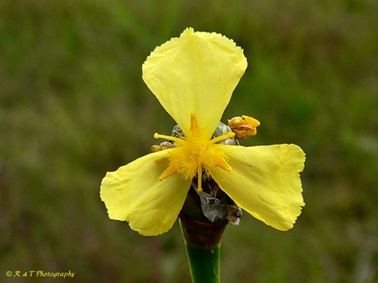{Xyris sp.}